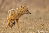 Sciacallo dorato -Golden jackal (Canis aureus) Female