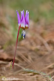 Erythronium dens-canis