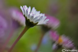 Bellis perennis