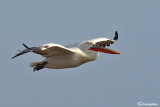 Pellicano riccio- Dalmatian Pelican (Pelecanus crispus)