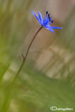 Scilla bifolia