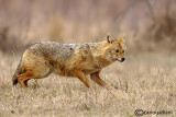 Sciacallo dorato -Golden jackal (Canis aureus) Female 