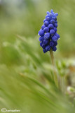 Muscari racemosum