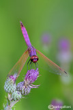 Trithemis annulata