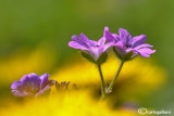 Geranium molle