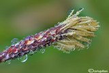 Drops on Carex sp.