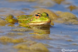 Rana verde iberica-Iberian Green Frog (Rana peretzi)