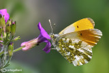 Anthocharis cardamines