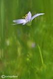 Ornithogallum umbellatum