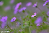 Geranium molle