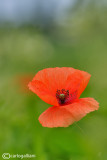 Papaver rhoeas