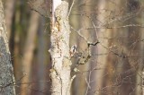 middle spotted woodpecker Bialowieza April 2013.jpg