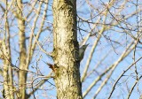 grey-headed woodpecker Bialowieza April 2011.jpg