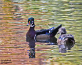 Out for a stroll in the pond