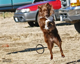 Gypsy Vanner show 448_4pb8x10.jpg