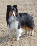 Gypsy Vanner show 689_4pb.jpg