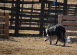 Gypsy Vanner show 557_4pb.jpg