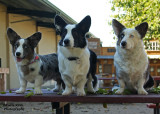 Happy Dogs