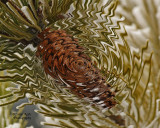 2013_01_17_0053_ripple4pb.jpg