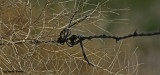 Fence Posts and Barbed Wire