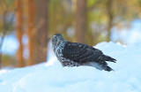 Goshawk 19