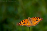 Peacock Pansy