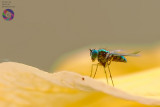 Long Legged Fly