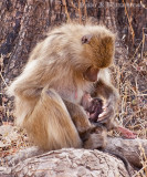 Baboon Mother & Child