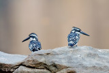 Pied Kingfisher pair. Ranganthittu, Mysore, India