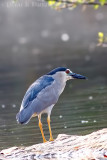 Night Heron, Mysore,India