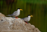 River Tern, a pair at Ranganthittu, Mysore, India.