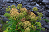 W-2012-08-05 -1547- Islande - Photo Alain Trinckvel.jpg