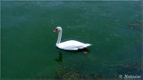 Katerina: Swan