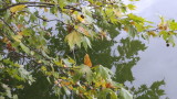 the automn leaves