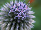 23rd August  Spiky