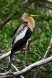 09 Anhinga 596.jpg