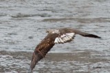 Pygargue  tte blanche / Juv / Bald Eagle