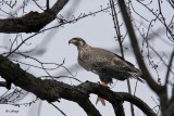 Pygargue  tte blanche / Juv / Bald Eagle