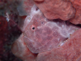 Lavender Frogfish