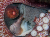 Octopus with Eggs