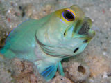 Male Yellowhead Jawfish with Eggs