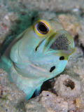 Male Yellowhead Jawfish with Eggs