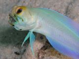 Male Yellowhead Jawfish with Eggs