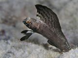 Sailfin Blenny