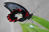 Cambridge Butterfly Conservatory, Ontario, Canada.