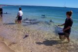 Feeding the dolphins @ Monkey Mia