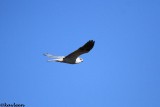 White-tailed kite