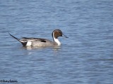 Northern pintail