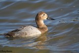Canvasback<br>female