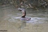 Pied-billed grebe 